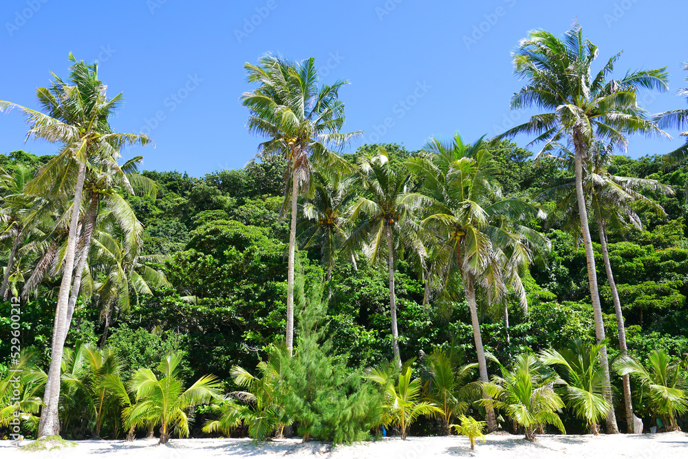 Obraz premium Palm tree at Puka Shell Beach, Boracay Island, Philippine