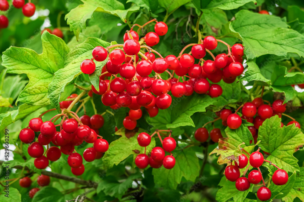 ripe viburnum berries grow on a viburnum bush. cultivation of viburnum concept