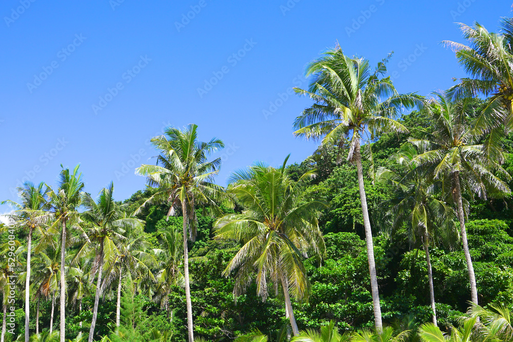 Palm tree at Puka Shell Beach, Boracay Island, Philippine Palm tree at Puka Shell Beach, Boracay Island, Philippine