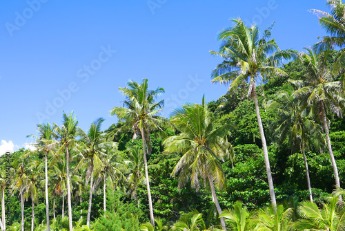 Palm tree at Puka Shell Beach, Boracay Island, Philippine