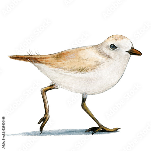 Watercolor Plover bird