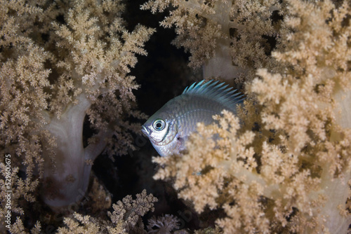 A Pale damselfish  Amblyglyphidodon indicus  hiding in the soft coral with a pale blue green body
