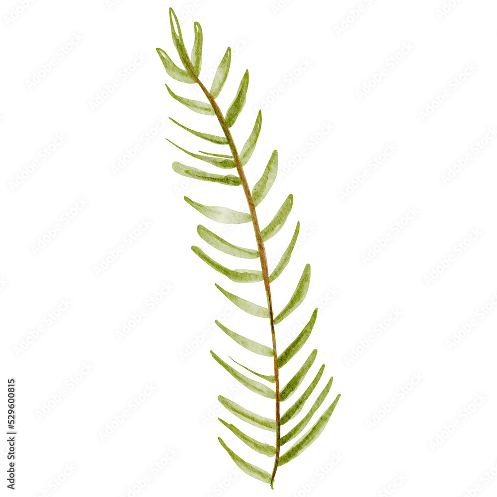 Green Evergreen Tree Fir Pin Foliage Elements Christmas Clipart PNG Green Evergreen Tree Fir Pin Foliage Elements Christmas Clipart PNG