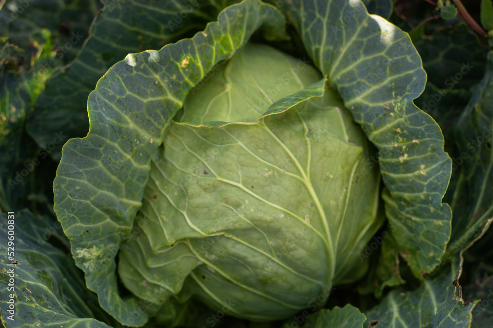 cabbage in the garden cabbage in the garden