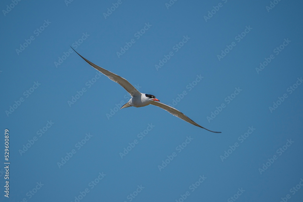 Common Tern (Sterna hirundo) flying in the blue sky Common Tern (Sterna hirundo) flying in the blue sky