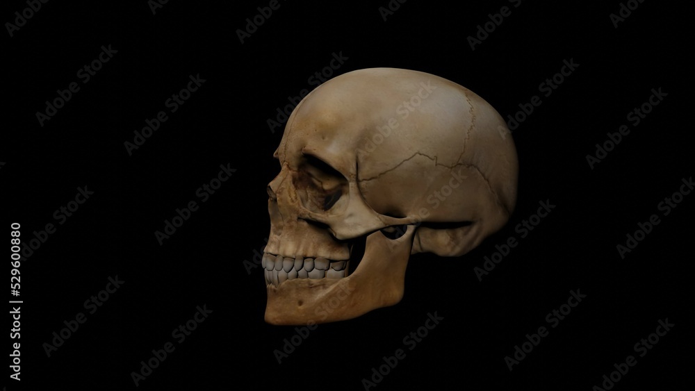 human skull human skull