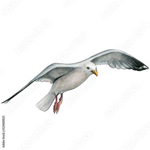 Watercolor seagull flying