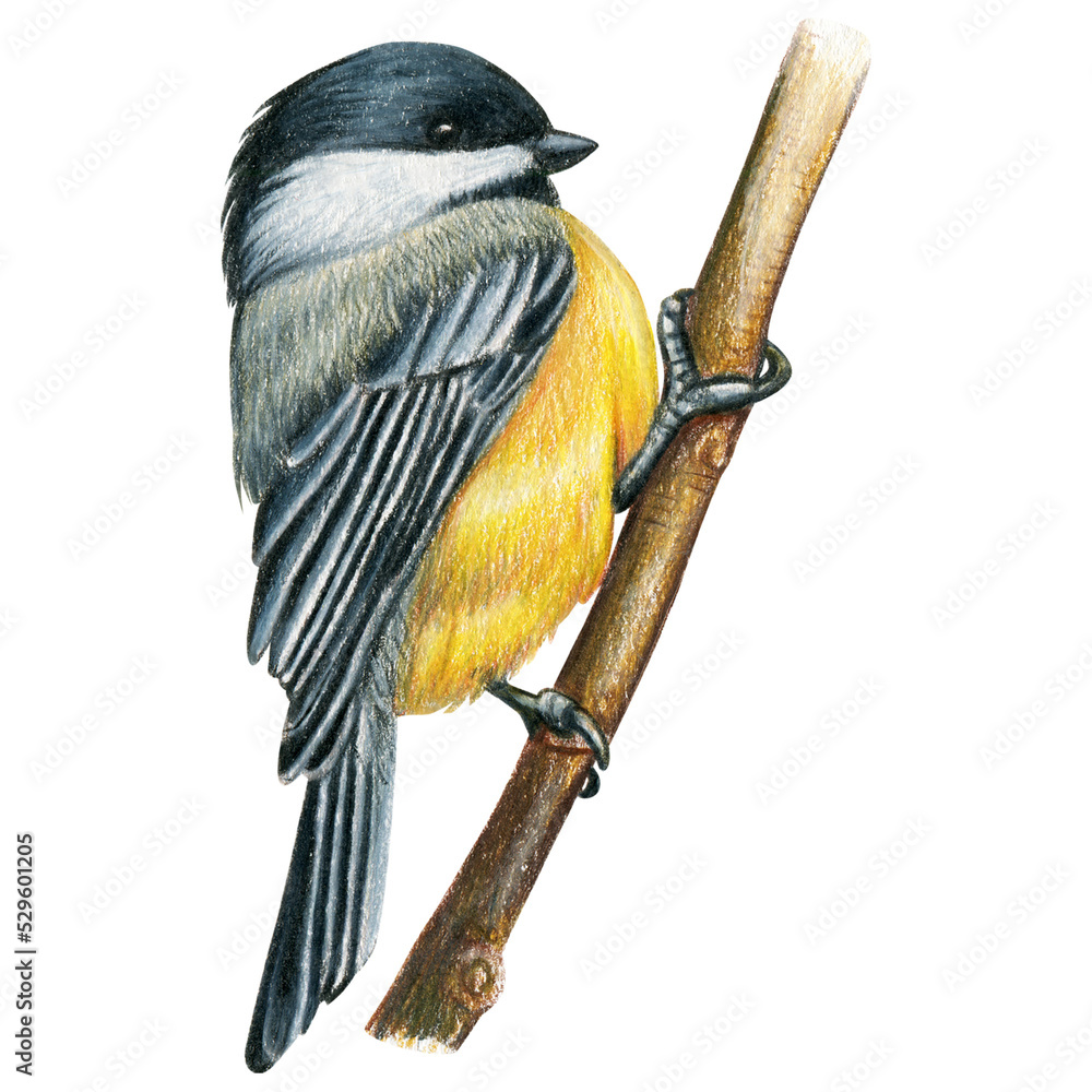 Fototapeta premium Chickadee hand drawn watercolor pencil bird