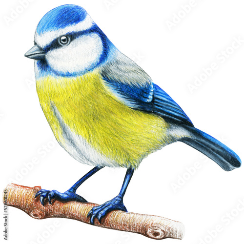 Bluetit hand drawn bird watercolor colored pencils