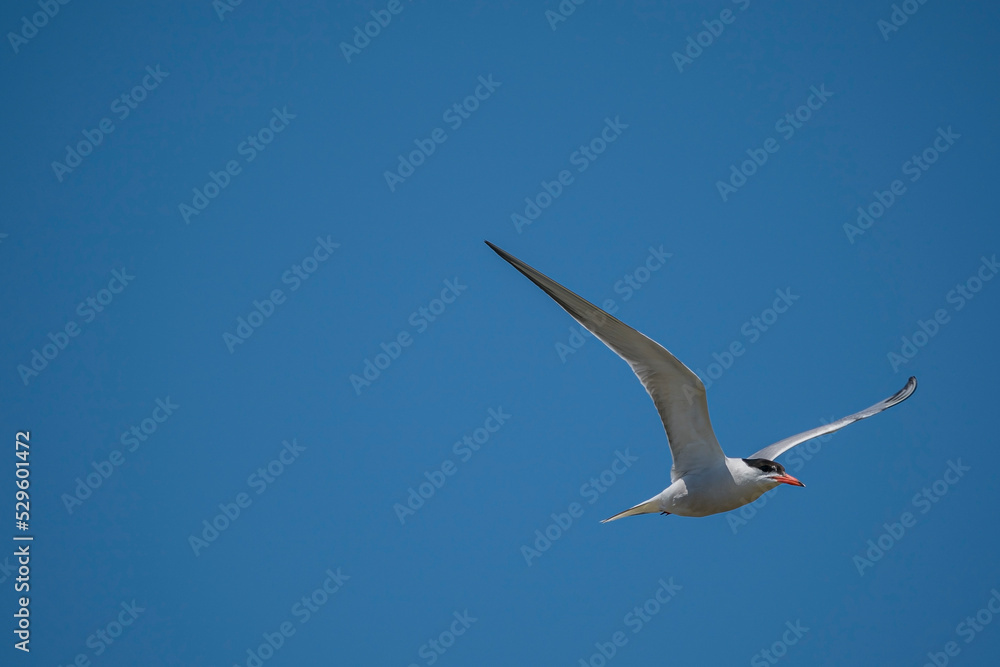 Common Tern (Sterna hirundo) flying in the blue sky Common Tern (Sterna hirundo) flying in the blue sky