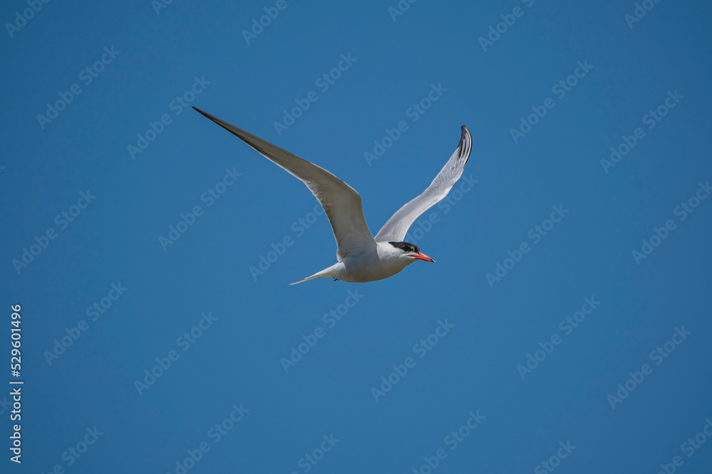 Common Tern (Sterna hirundo) flying in the blue sky