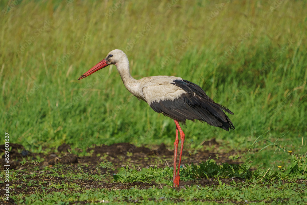 White Stork (Ciconia ciconia) perched on the grass. Turkey White Stork (Ciconia ciconia) perched on the grass. Turkey