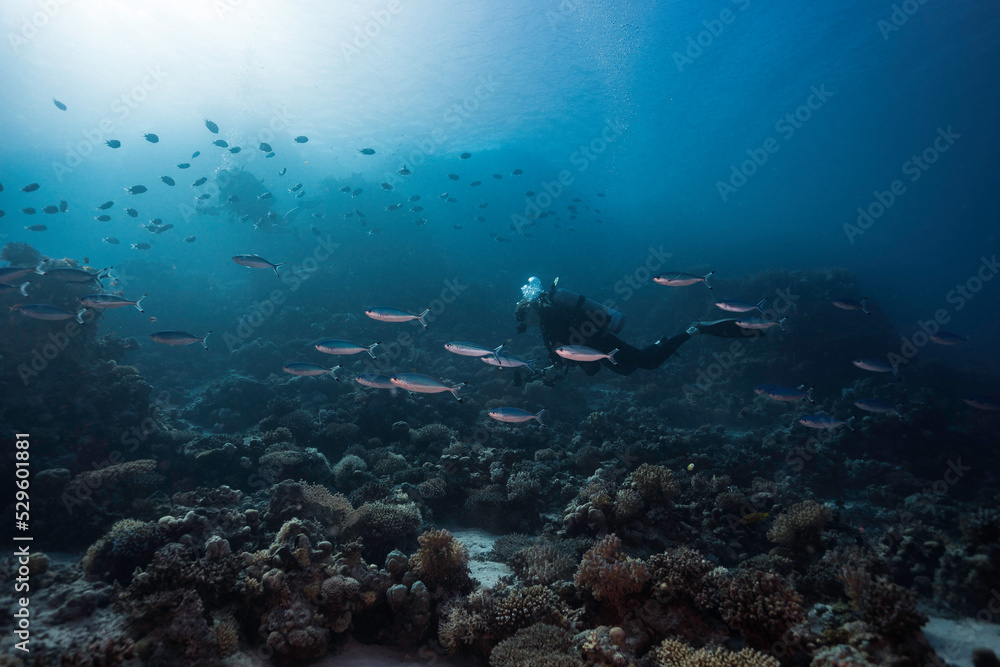 A serene underwater seascape of a scuba diver swimming over the reef with some Red Sea fusilier fish and silhouettes of another diver and fish in the distance A serene underwater seascape of a scuba diver swimming over the reef with some Red Sea fusilier fish and silhouettes of another diver and fish in the distance