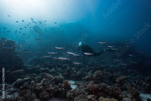 A serene underwater seascape of a scuba diver swimming over the reef with some Red Sea fusilier fish and silhouettes of another diver and fish in the distance