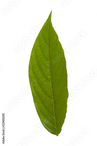 Green leaf Cananga odorata