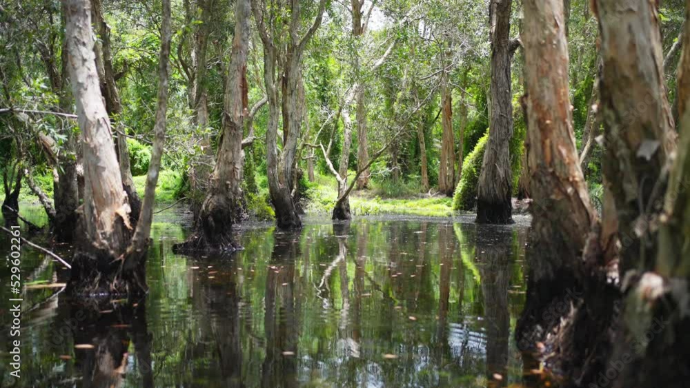 4K Point of view moving in to tropical mangrove forest by the lake with sunlight shining passing tree leaves in summer sunny day. Environmental conservation and beautiful nature of wild concept. 4K Point of view moving in to tropical mangrove forest by the lake with sunlight shining passing tree leaves in summer sunny day. Environmental conservation and beautiful nature of wild concept.