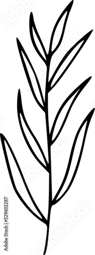 Floral Line Art