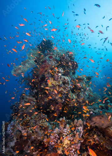 A vibrant pinnacle of coral stands out on the reef surrounded by many small fish like anthias or sea goldies
