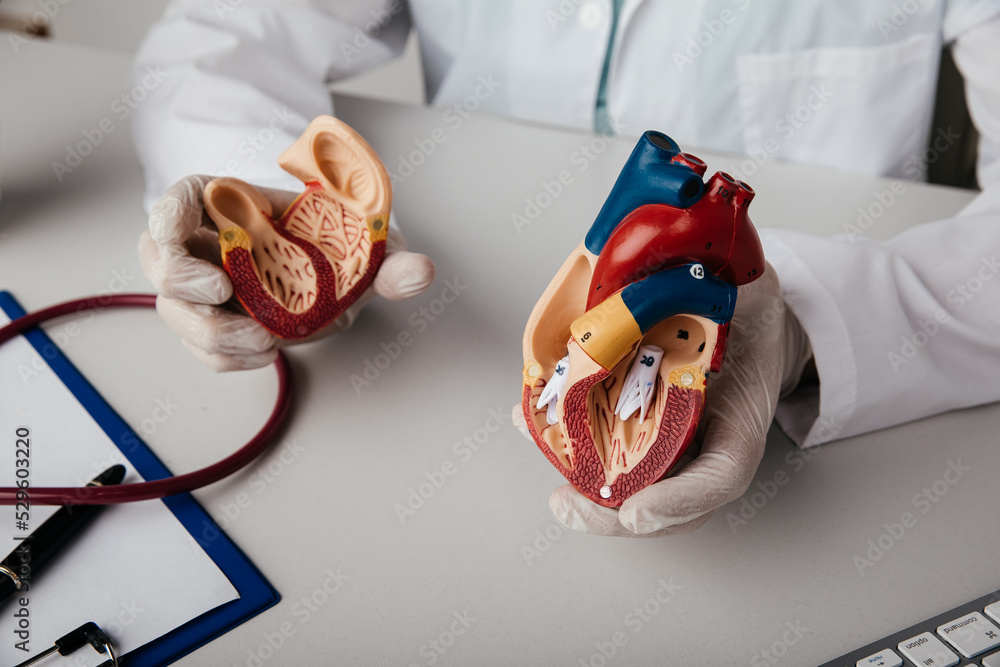 Сardiologist shows anatomical heart model close-up - obrazy, fototapety, plakaty 