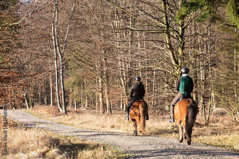 Gribskov in Denmark near Kagerup in winter 2019 Gribskov in Denmark near Kagerup in winter 2019