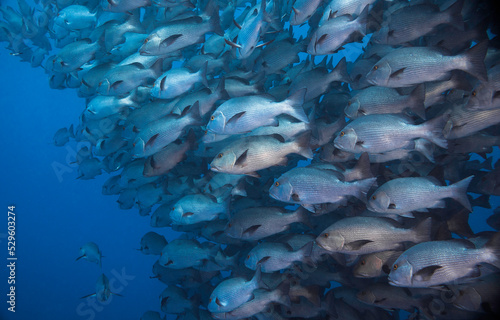Close up of a large school of Twinspot snapper fish (Lutjanus bohar) reddish grey body with darker fins all facing the same way