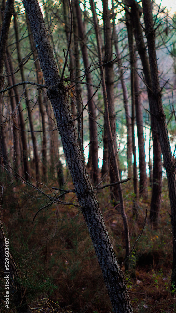 Forêt des Landes de Gascogne, photographiée pendant l'heure bleue
