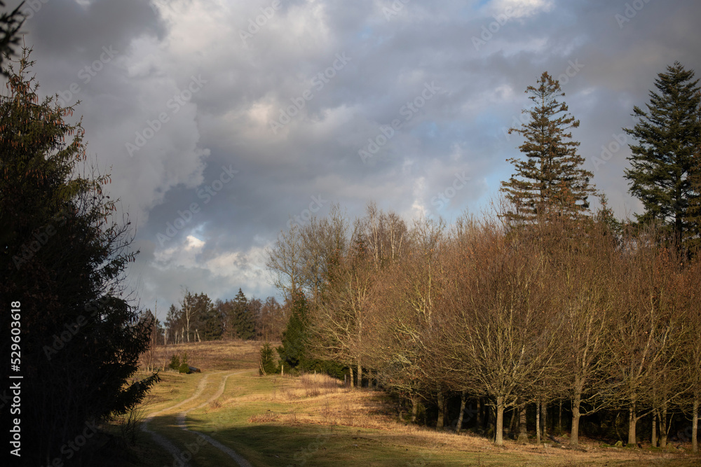 Obraz premium Gribskov in Denmark near Kagerup in winter 2019