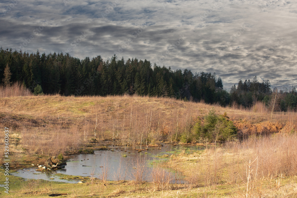 Gribskov in Denmark near Kagerup in winter 2019 Gribskov in Denmark near Kagerup in winter 2019
