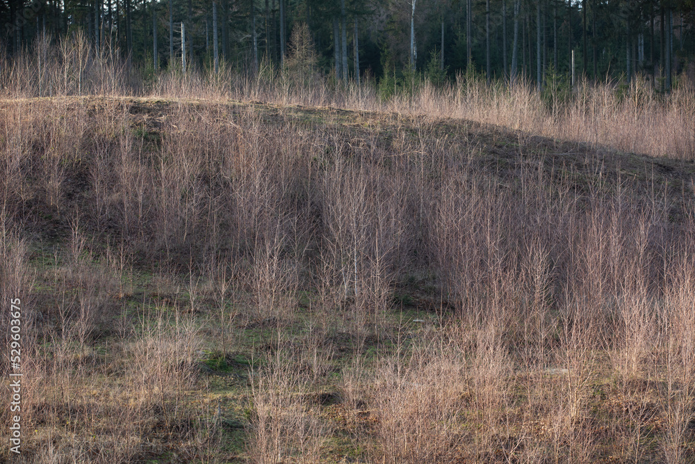 Gribskov in Denmark near Kagerup in winter 2019 Gribskov in Denmark near Kagerup in winter 2019