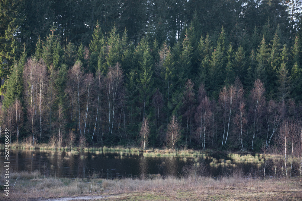 Gribskov in Denmark near Kagerup in winter 2019 Gribskov in Denmark near Kagerup in winter 2019