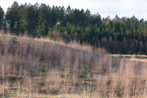 Gribskov in Denmark near Kagerup in winter 2019