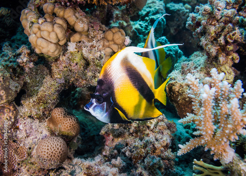 Close up of a Red Sea bannerfish (Heniochus intermedius) on the reef with yellow body and two black bands