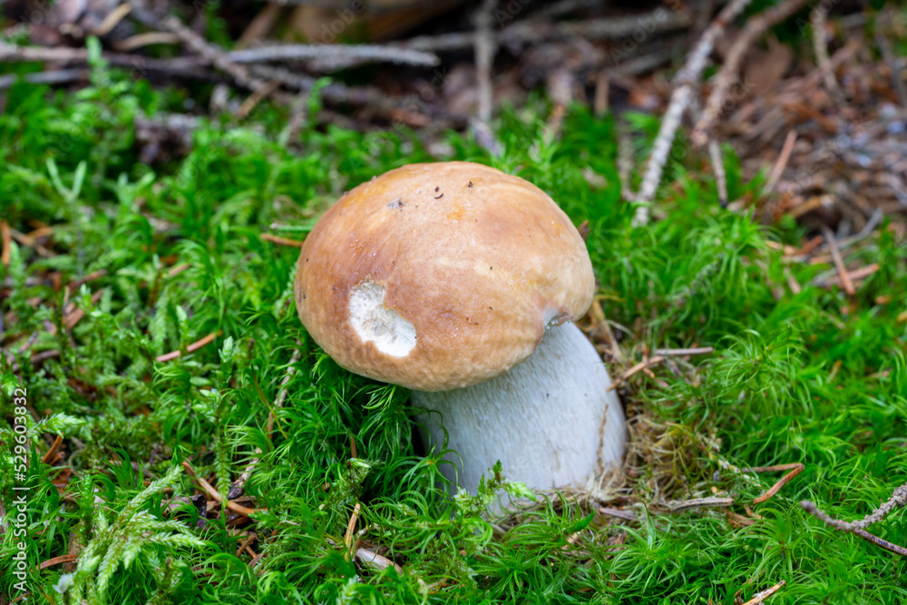 junger Steinpilz im Moos junger Steinpilz im Moos