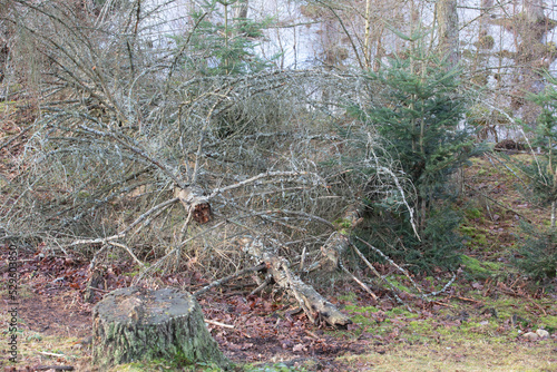 Gribskov in Denmark near Kagerup in winter 2019 photo