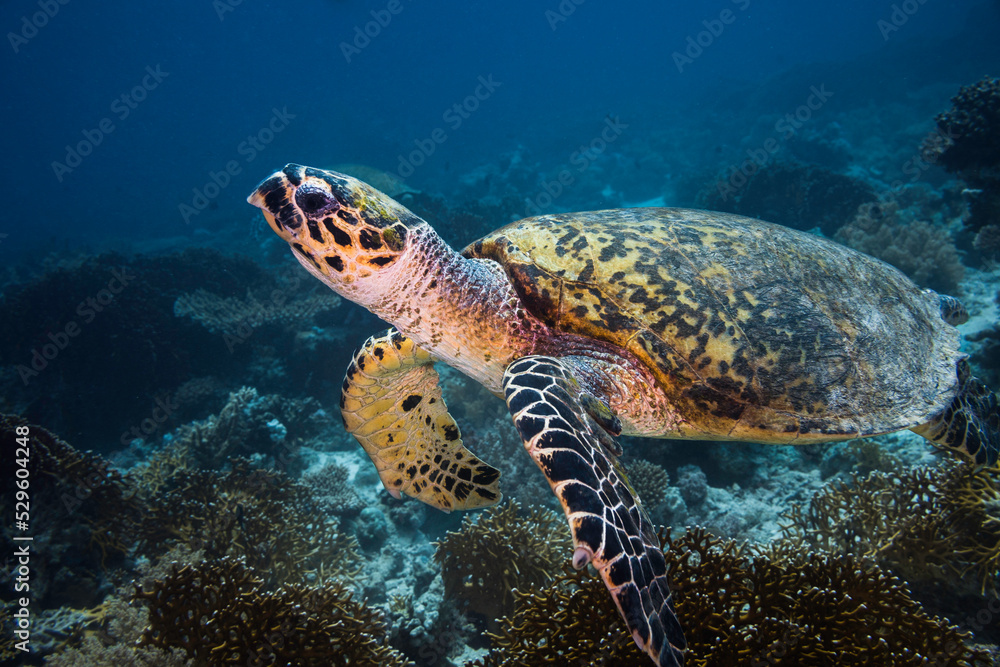 Closeup of a Hawksbill sea turtle underwater on the reef in deep water