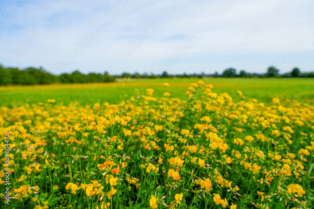 Yellow flowers of the meadow vetchling, Lathyrus pratensis. Plant in natural environment.
