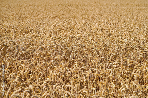 Gold yellow wheat field. Ripe grain ready for harvest. Background on the theme of harvest, grain, grain shortage, food shortage. 