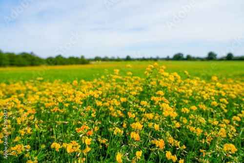 Yellow flowers of the meadow vetchling, Lathyrus pratensis. Plant in natural environment. 