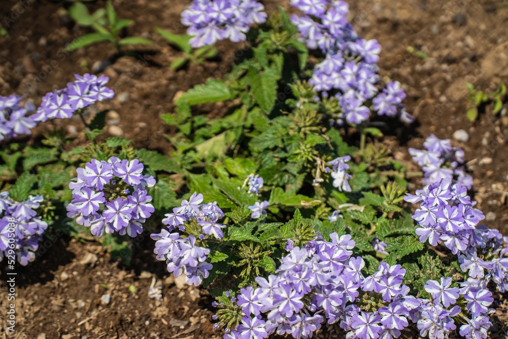 初夏の花壇のビオラ、紫、緑と土の色の調和 初夏の花壇のビオラ、紫、緑と土の色の調和