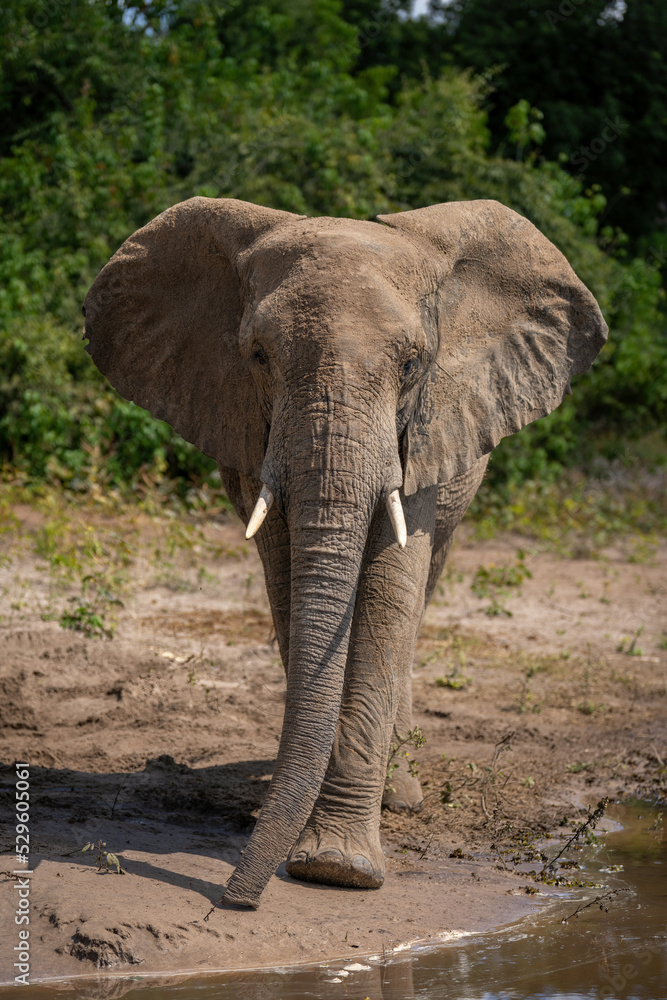 African bush elephant approaches camera along riverbank