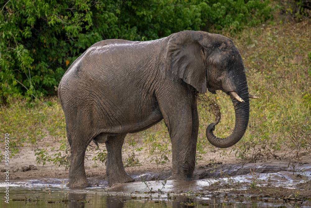 Fototapeta premium African bush elephant blowing mud from trunk