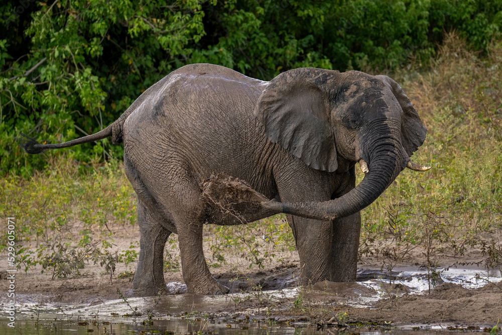 Fototapeta premium African bush elephant blowing mud over flank