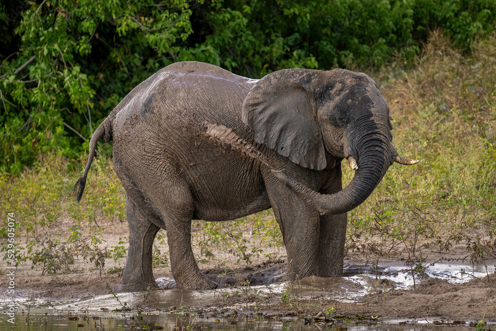 African bush elephant blowing mud over itself