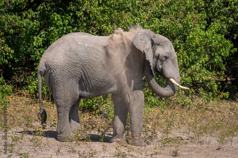 Fototapeta premium African bush elephant blows sand over shoulder