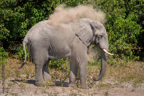 African bush elephant blowing sand over body