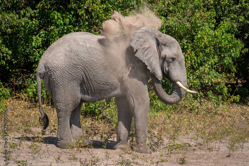 African bush elephant blows sand over itself
