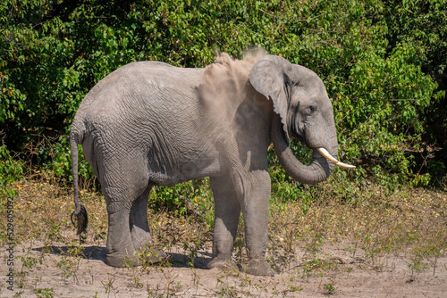 African bush elephant blows sand over shoulder