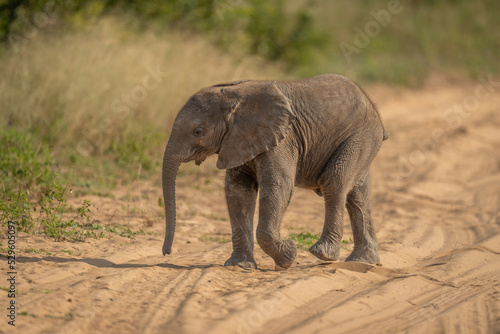 African bush elephant calf crosses sandy track