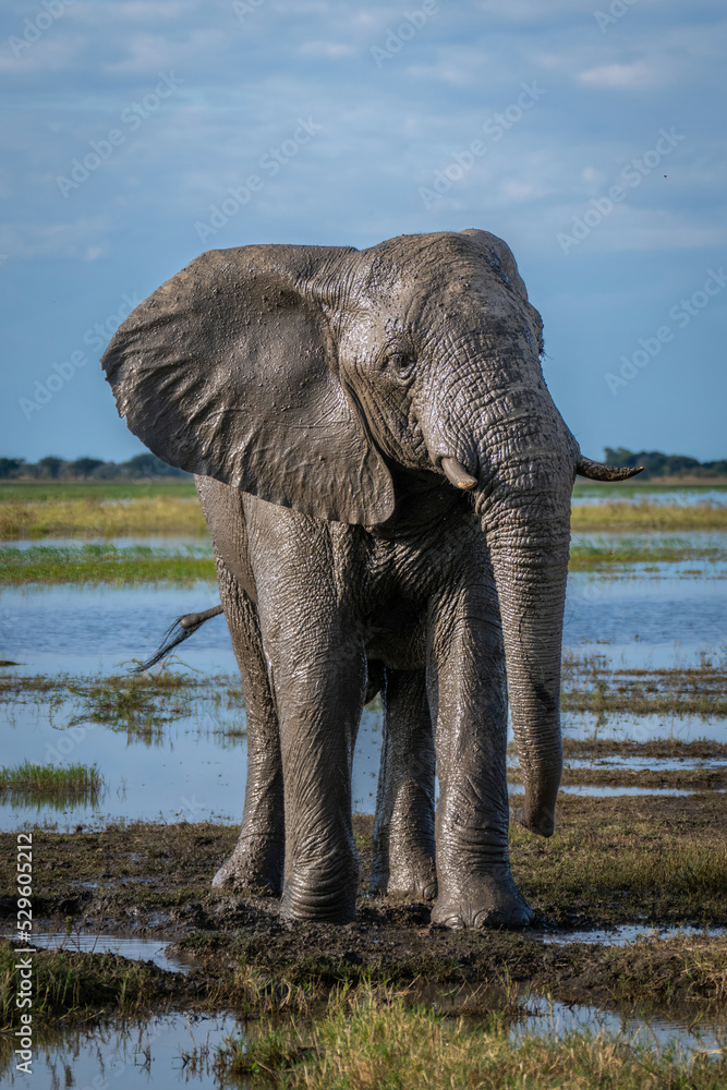 Obraz premium African bush elephant stands covered in mud
