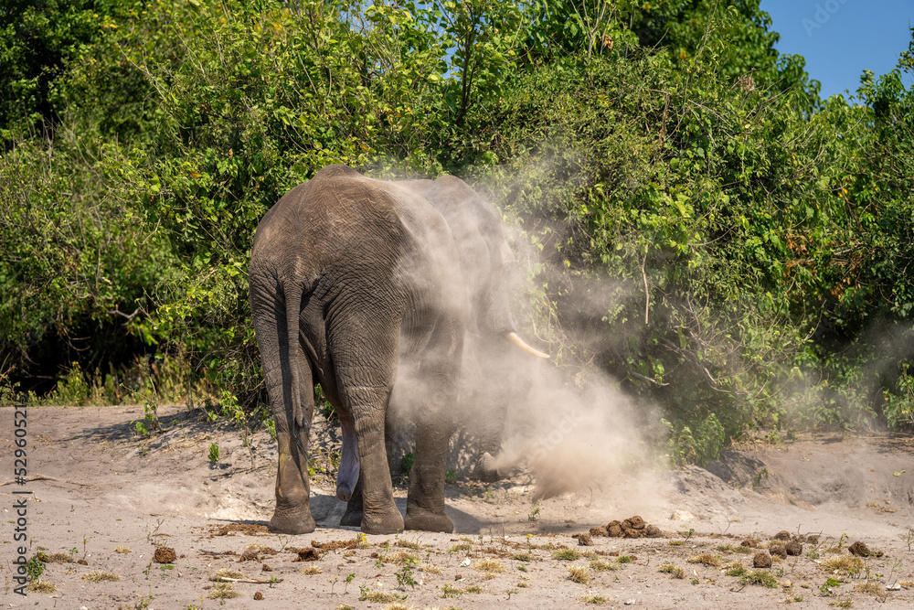 Obraz premium African bush elephant stands covered in dust